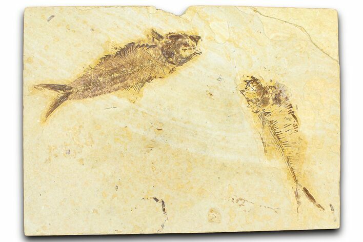 Plate With Two Fossil Fish (Diplomystus & Knightia) - Wyoming #367500
